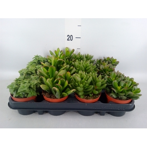 Crassula   ...mix