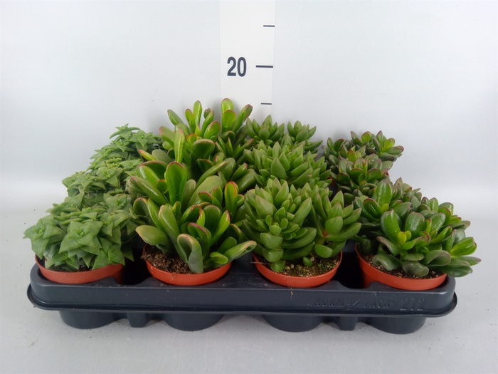 <h4>Crassula   ...mix</h4>
