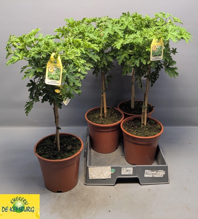<h4>PEL GRAV LEMON TREE</h4>