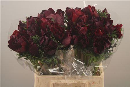 <h4>Anem Mistral Noir Super</h4>