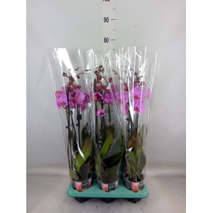Phalaenopsis   ...