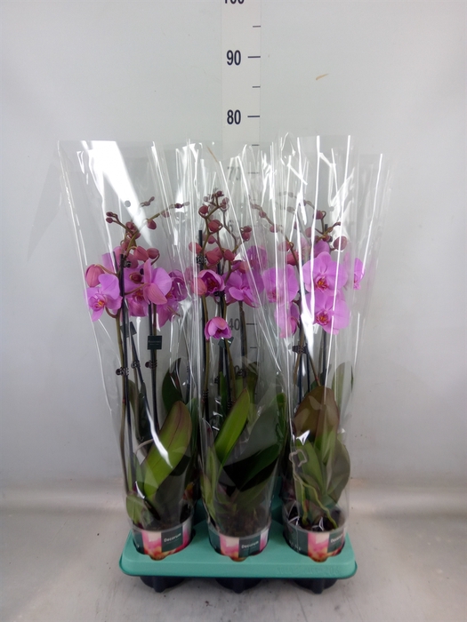 <h4>Phalaenopsis   ...</h4>