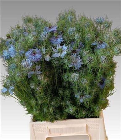 <h4>Nigella Da Ov Blauw Bs</h4>