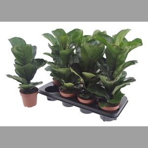 FICUS LYRATA BAMBINO
