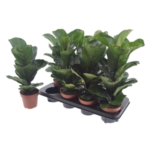 FICUS LYRATA BAMBINO