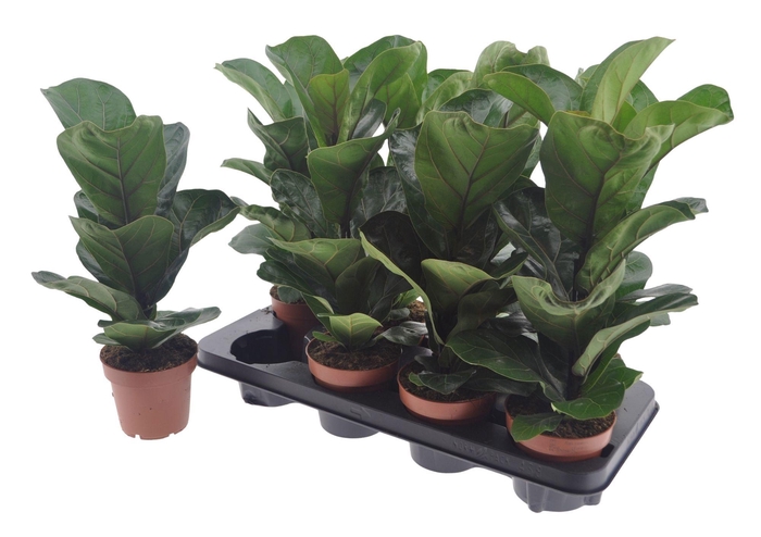<h4>FICUS LYRATA BAMBINO</h4>
