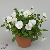 Viola Cornuta Grp 'Deltini True White' hangpot