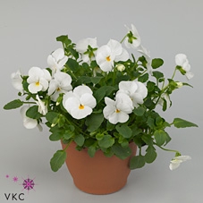 VIO CO D TRUE WHITE