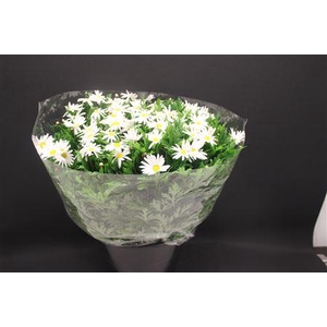 Leuc Vulg Margriet 999