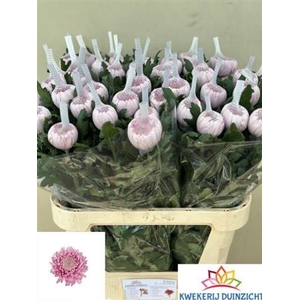 Chrysanthemum (Indicum Grp) eboutonné Hornbill