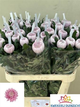 <h4>Chrysanthemum (Indicum Grp) eboutonné Hornbill</h4>