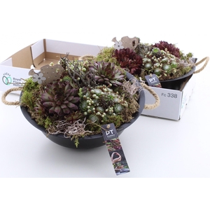 ARR SEMPERVIVUM