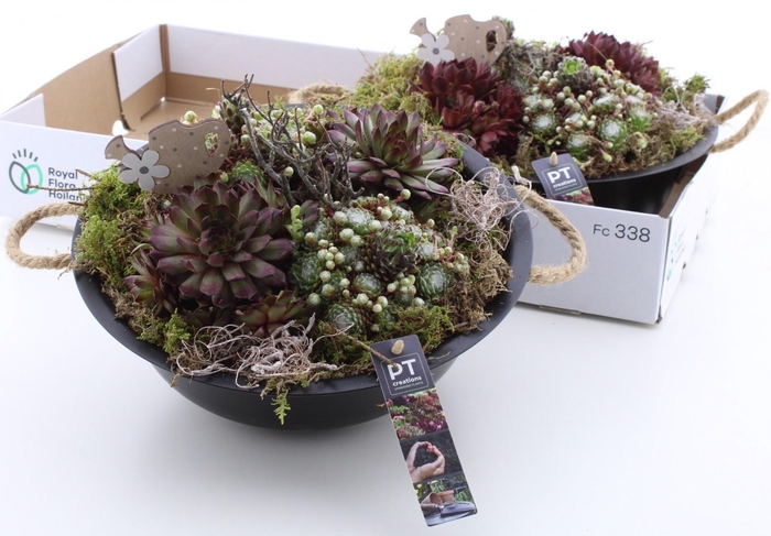 <h4>ARR SEMPERVIVUM</h4>