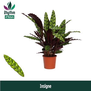 Calathea Insigne