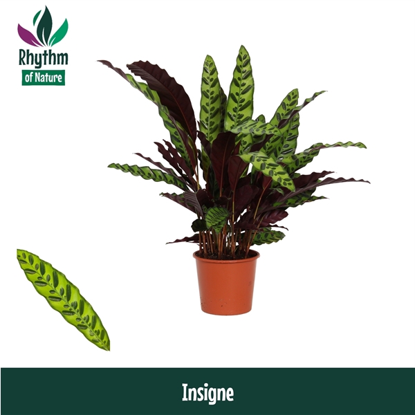 <h4>Calathea Insigne</h4>