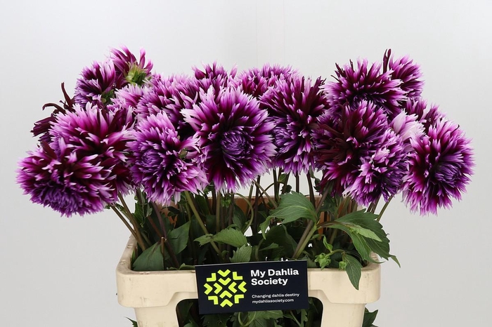 <h4>Dahlia Aiyana</h4>
