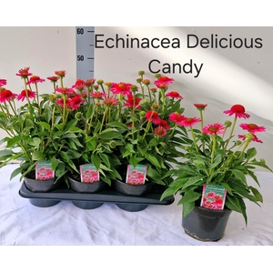 ECHINA DELICIO CANDY