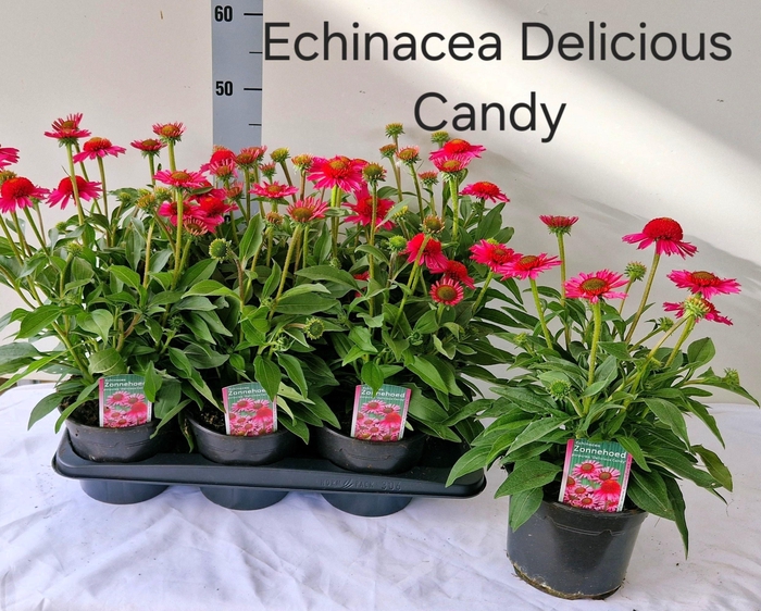 <h4>ECHINA DELICIO CANDY</h4>
