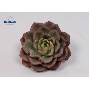 Echeveria Moranii Cutflower Wincx-5cm