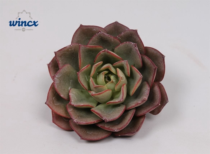 Echeveria Moranii Cutflower Wincx-5cm