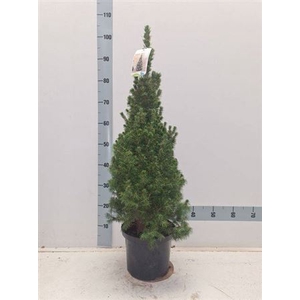 Picea Gl Conica