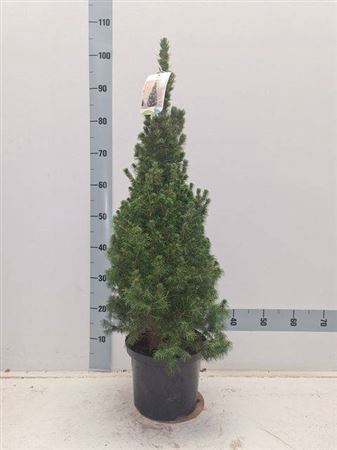 <h4>Picea Gl Conica</h4>