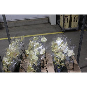 PHALAENOPSIS CASCATA P15 AMARELO MIN 8 FLS