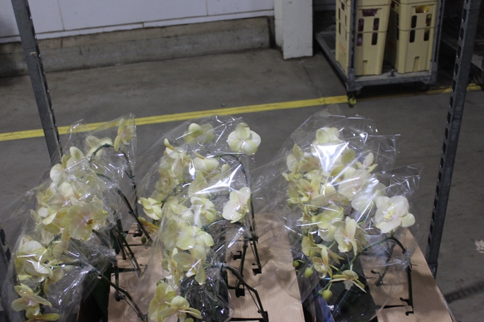 <h4>PHALAENOPSIS CASCATA P15 AMARELO MIN 8 FLS</h4>