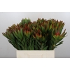 Leucadendron Ayoba African Sky