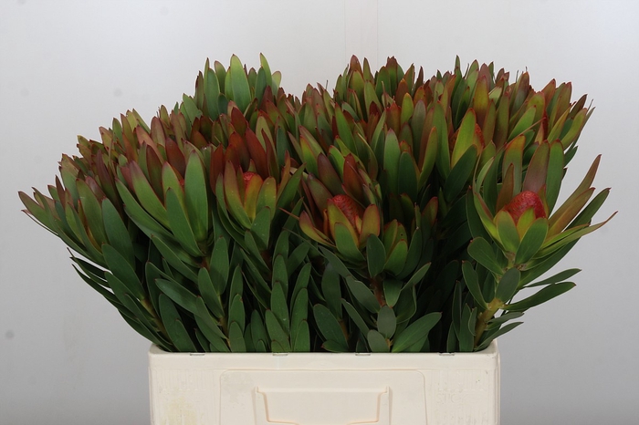 Leucadendron Ayoba African Sky