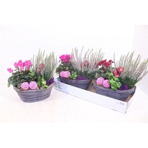 ARR TUINPLANTEN