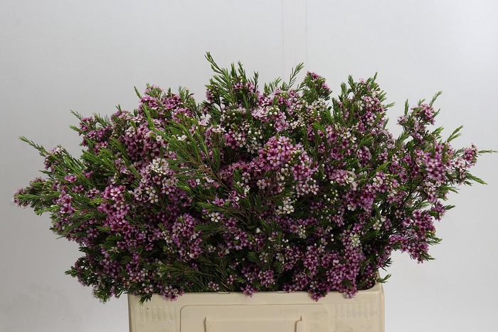 <h4>Chamelaucium Niki</h4>