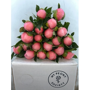 Paeonia Etched Salmon