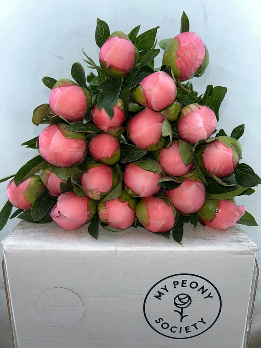 <h4>Paeonia Etched Salmon</h4>