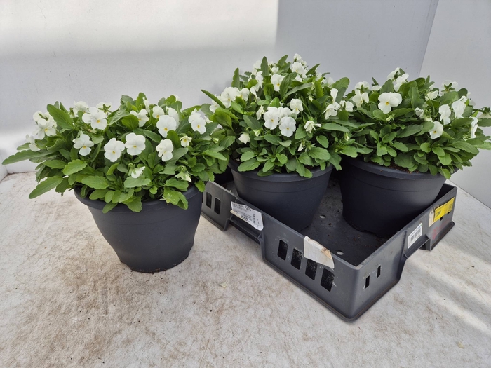 <h4>VIO CO EM WHITE</h4>