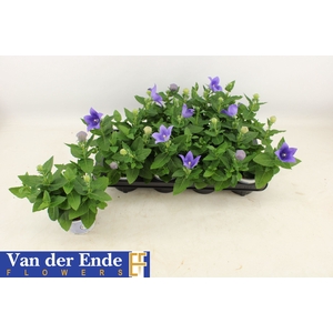 PLATYCO GR ASTRA BLU