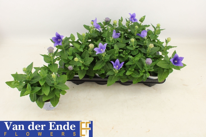 <h4>PLATYCO GR ASTRA BLU</h4>