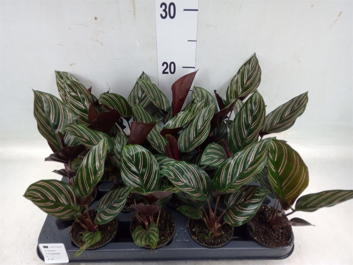 <h4>Calathea   ...</h4>