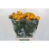 Tagetes Marigold Promise Orange