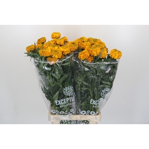 Tagetes Marigold Promise Orange