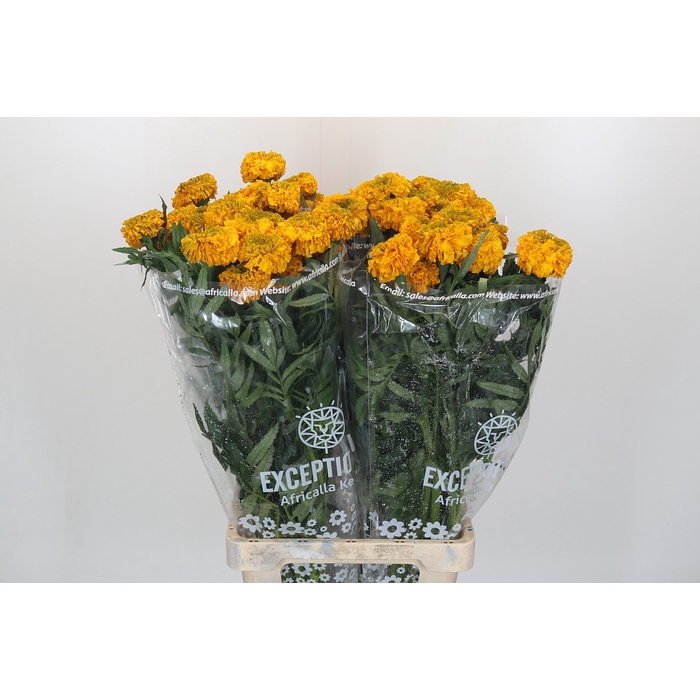 <h4>Tagetes Marigold Promise Orange</h4>
