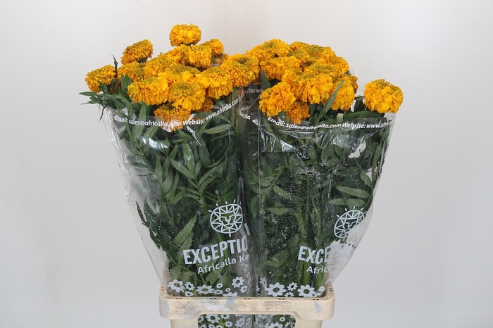 Tagetes Marigold Promise Orange