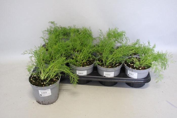 <h4>Kruiden I Anethum Graveolens (Dille)</h4>