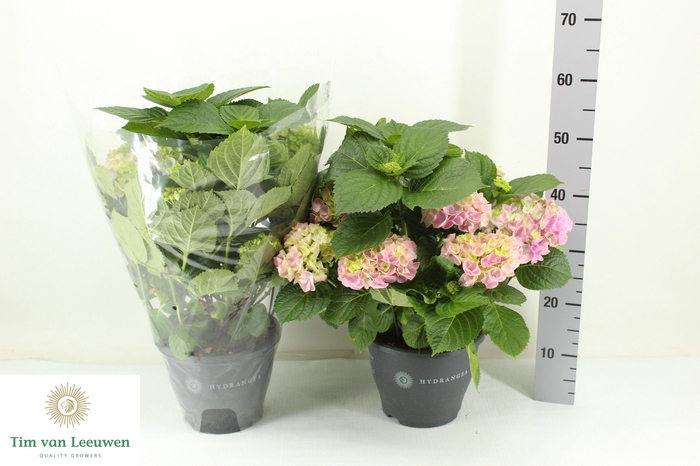 <h4>HYDR M HI RIVER</h4>