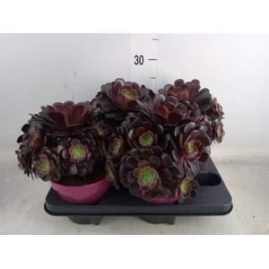 Aeonium arboreum 'Velours'