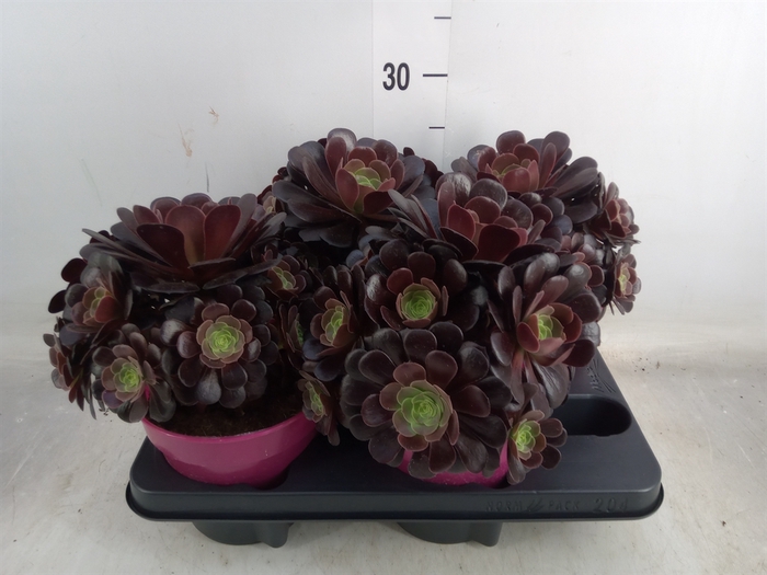 <h4>Aeonium arboreum 'Velours'</h4>