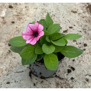 Petunia Famous Pink Vein