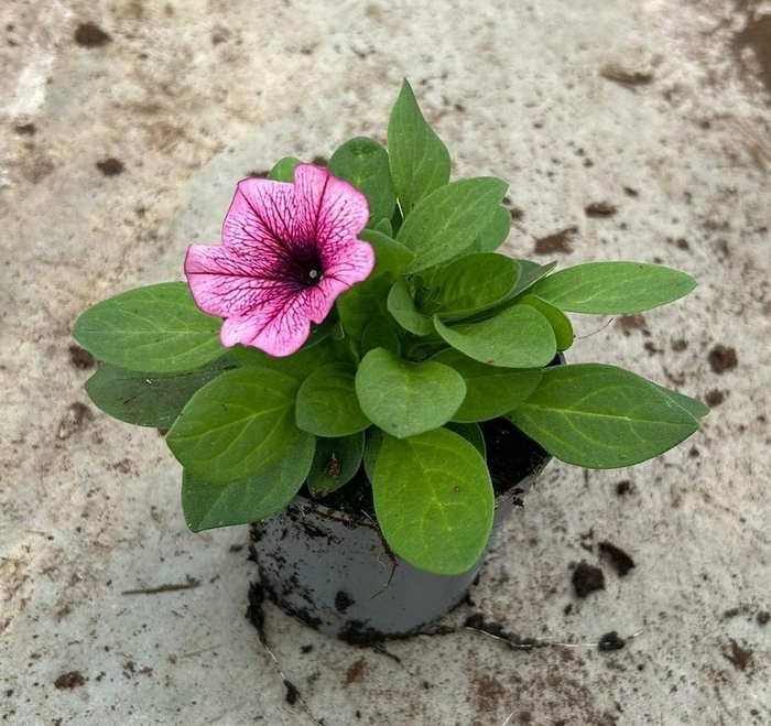 <h4>Petunia Famous Pink Vein</h4>