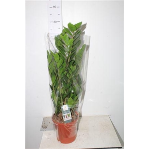 Zamio Zamiifolia 5+