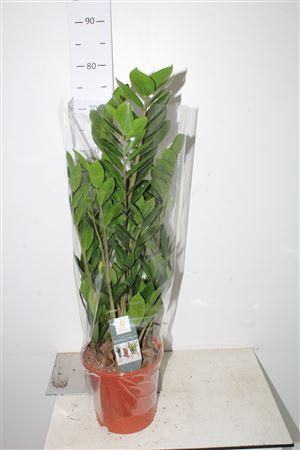 <h4>Zamio Zamiifolia 5+</h4>